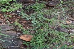 Tylophora fasciculata